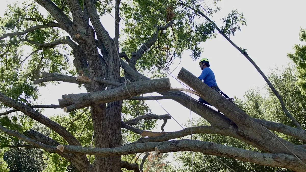 Professional Crown Thinning performed by certified arborists in Mc Rae